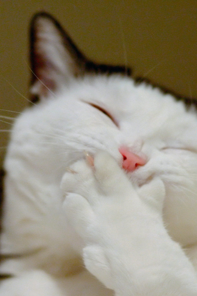 Кот смеется