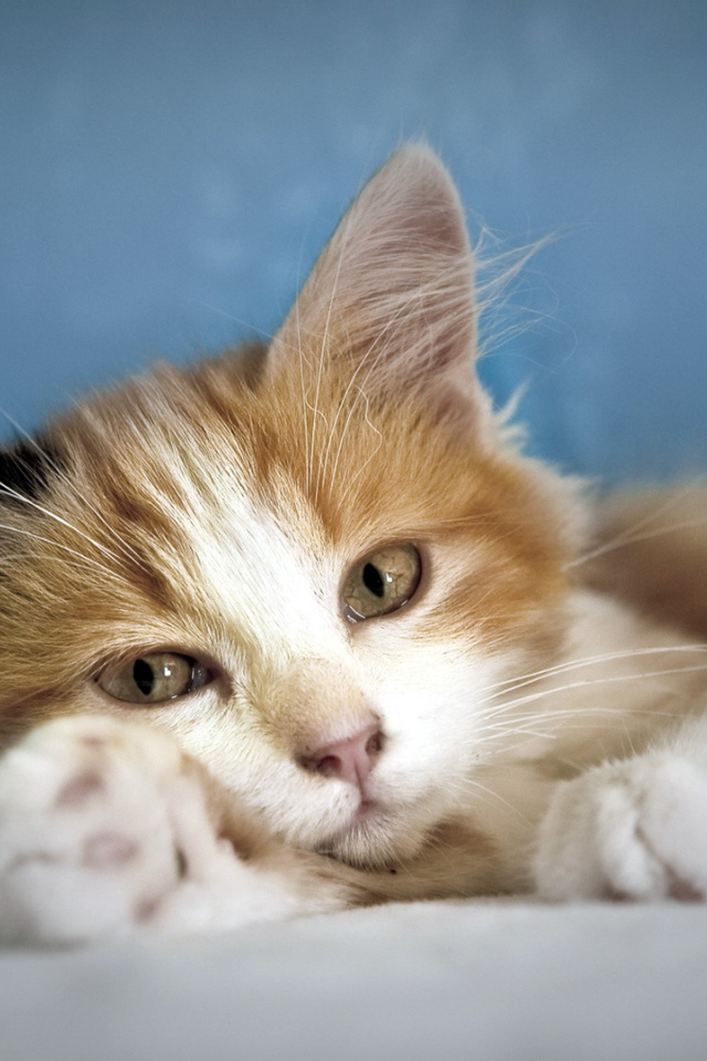 Кошка лежит на лапе