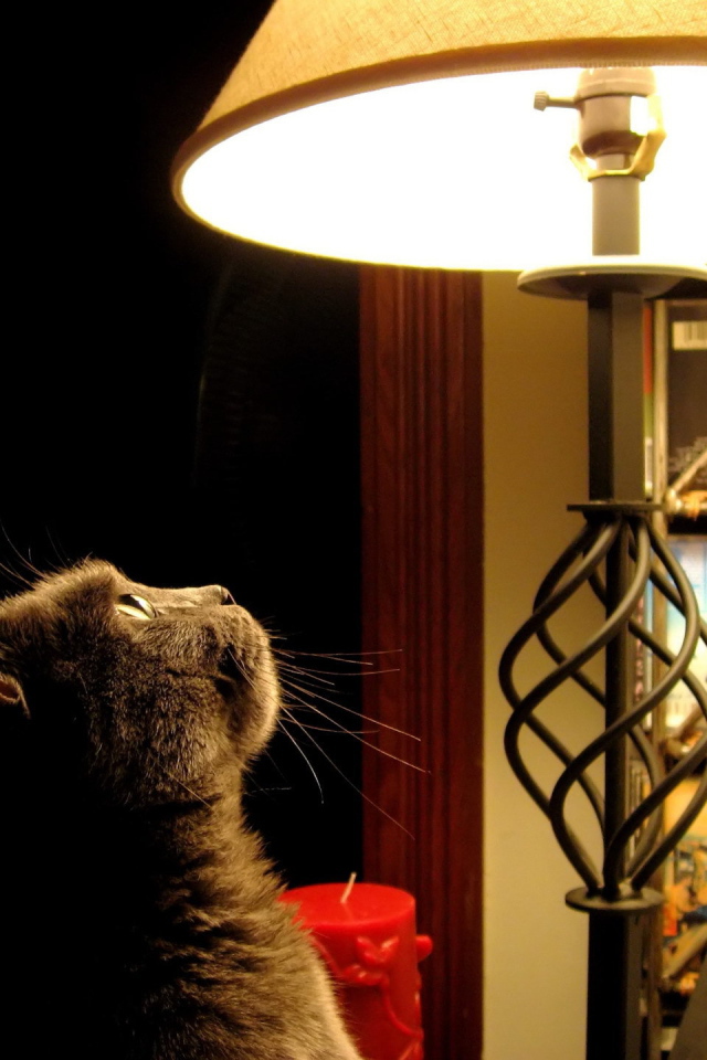 The cat looks at the lamp