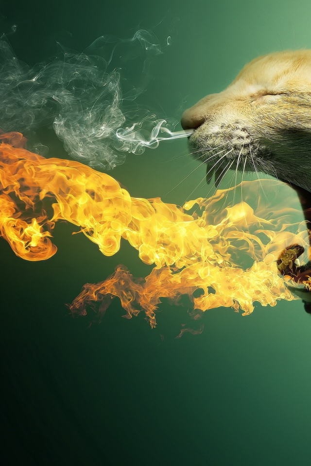 Кот изрыгающий огонь