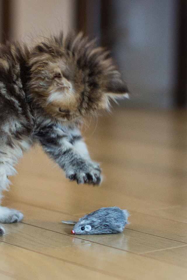 Котенок играет с мышкой