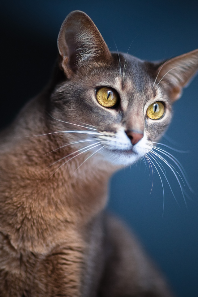 Кошка подняла уши