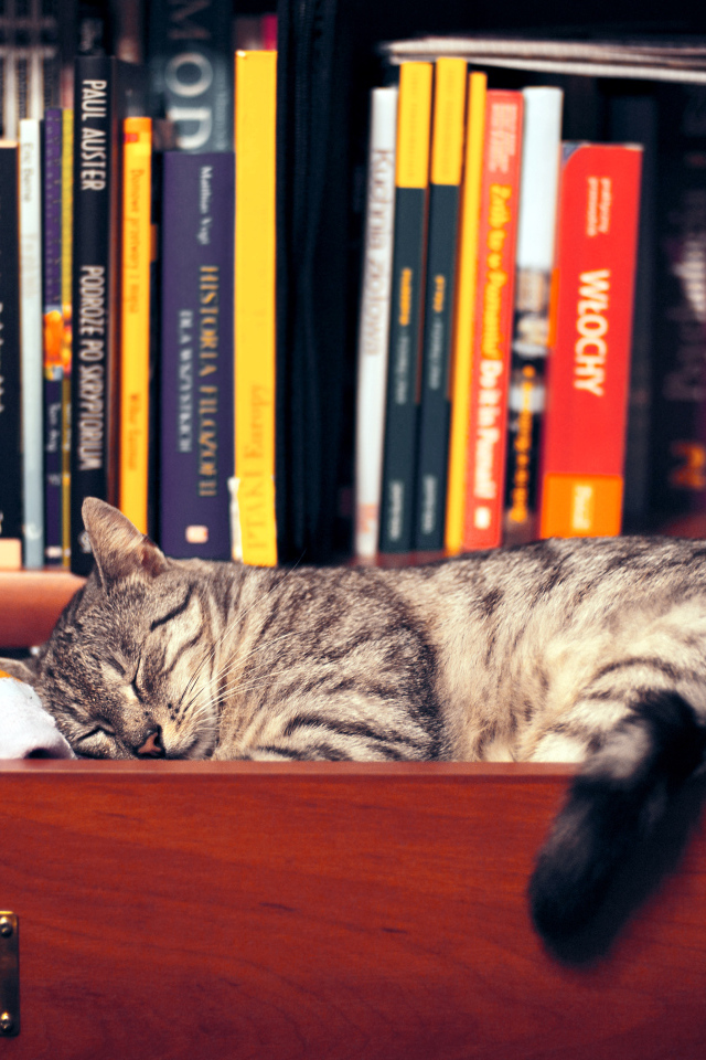 Кот спит в шкафу