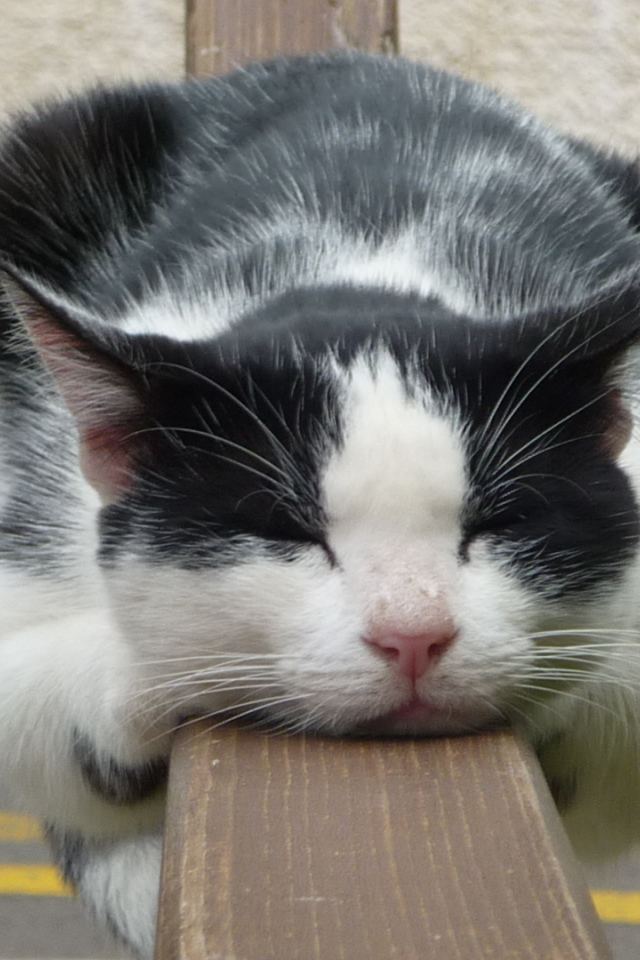 Кот спит на заборе