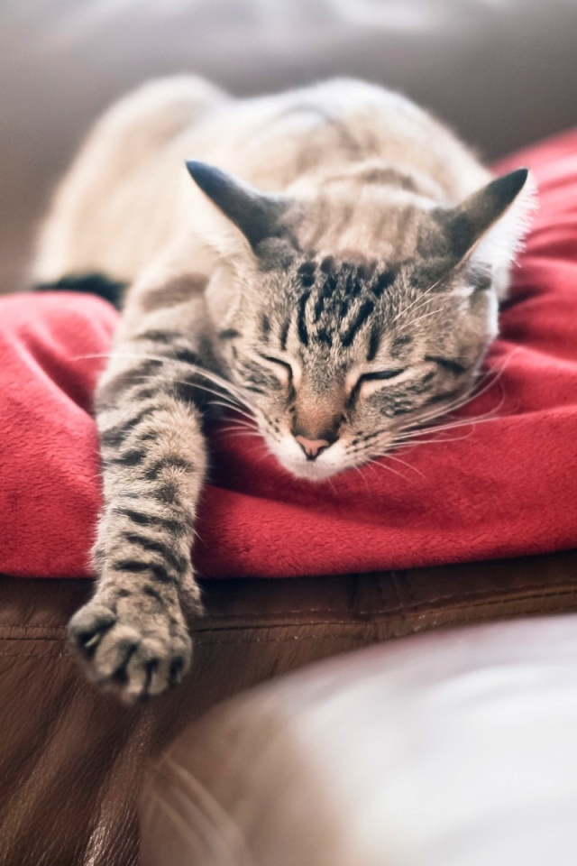 Кот спит свесив лапу