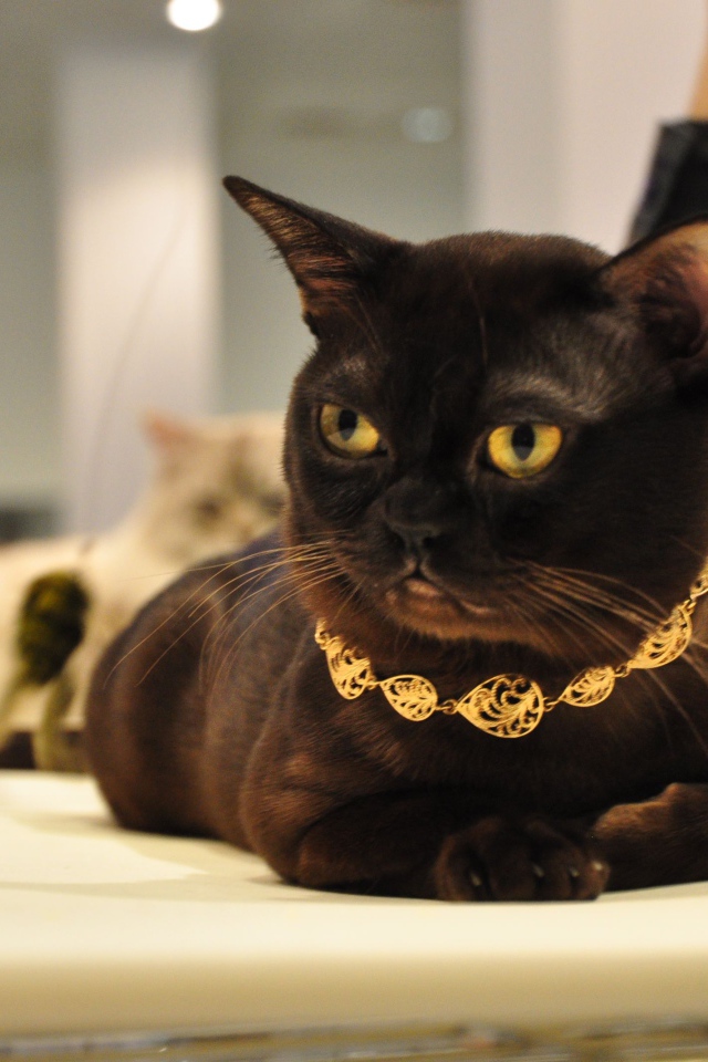 Украшение на бурманской кошке