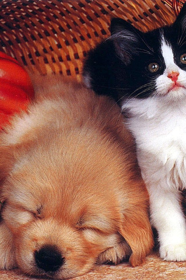 Собака спит а кот охраняет