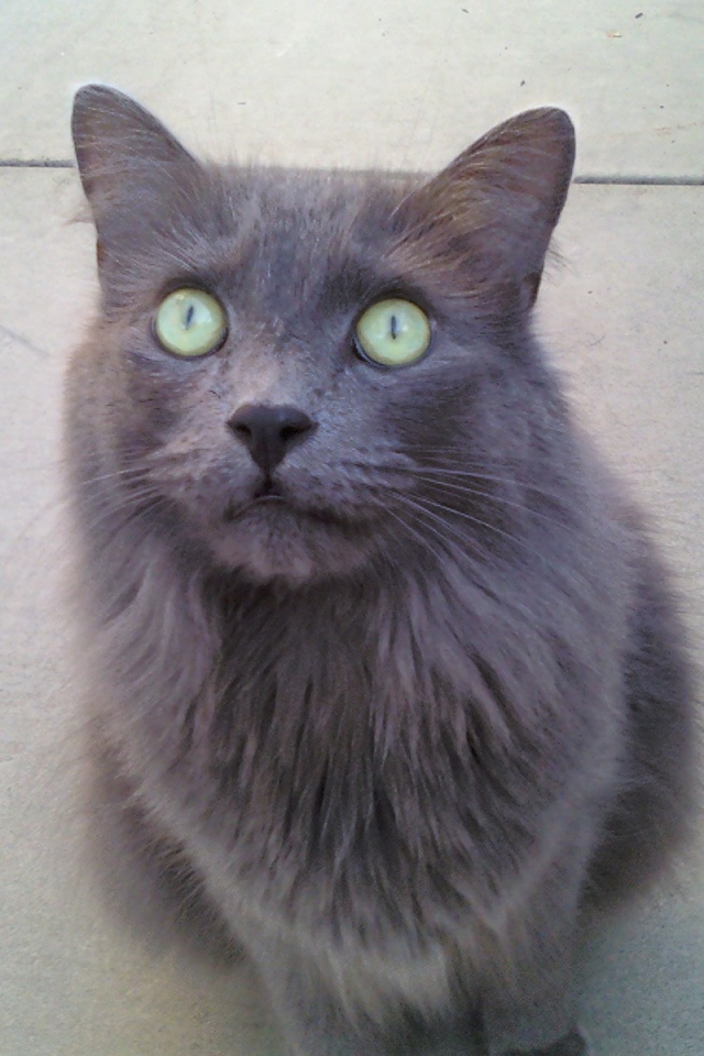 Зеленоглазый кот нибелунг