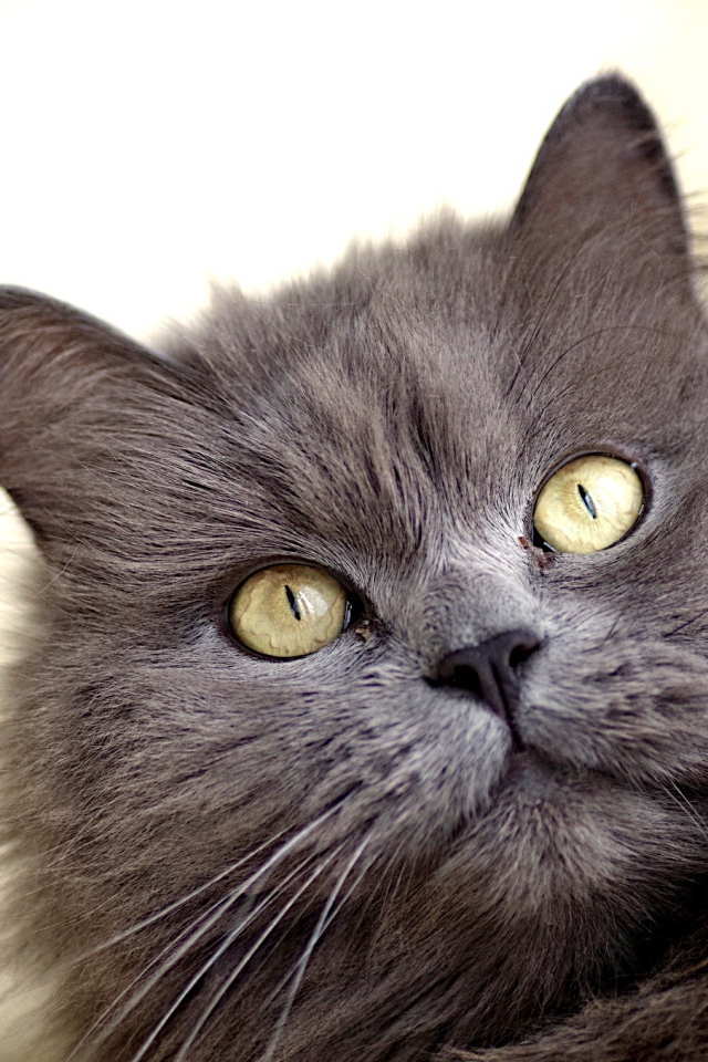 Зеленоглазый пушистый кот