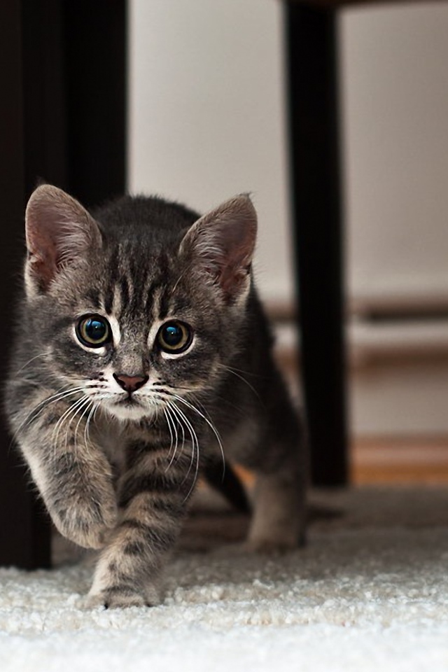 Котенок идет по ковру