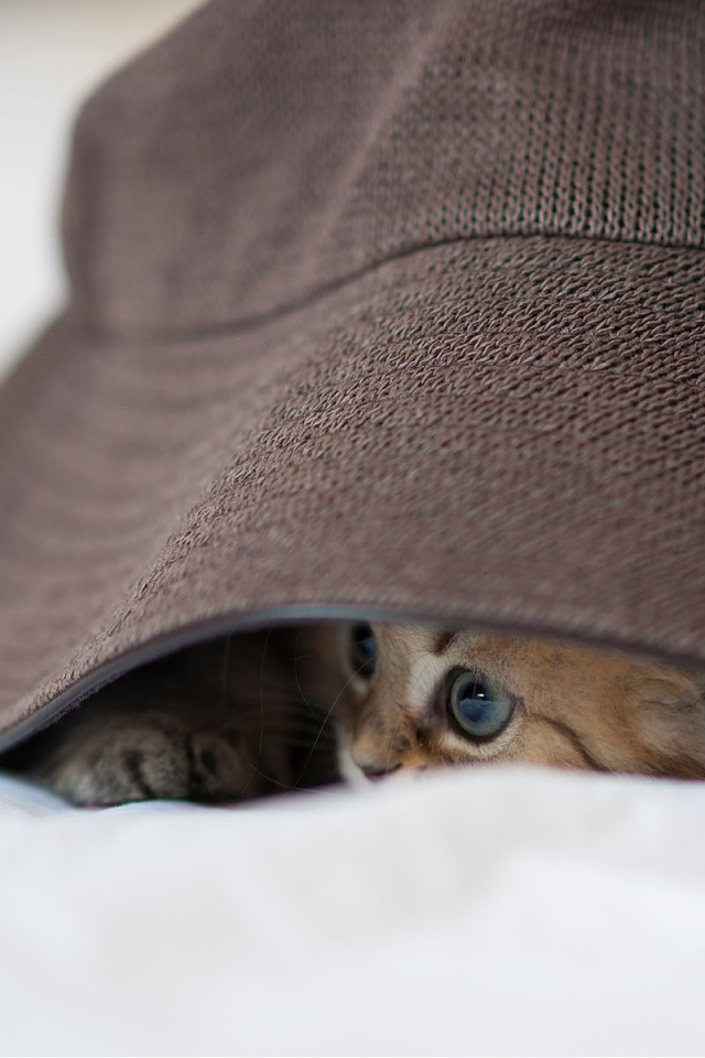 Котенок под шляпой