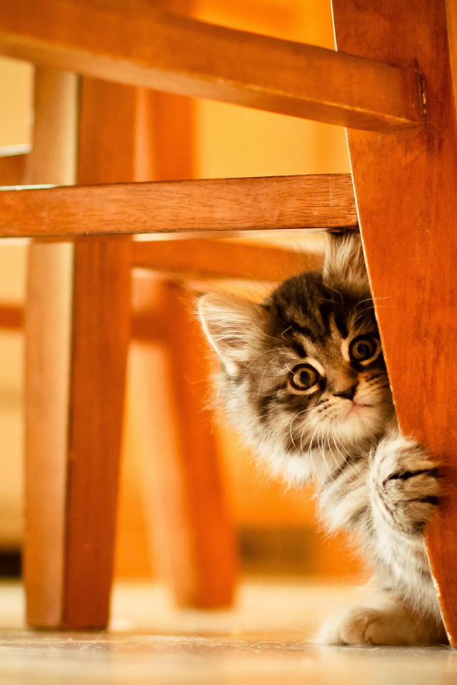 Котенок под стулом
