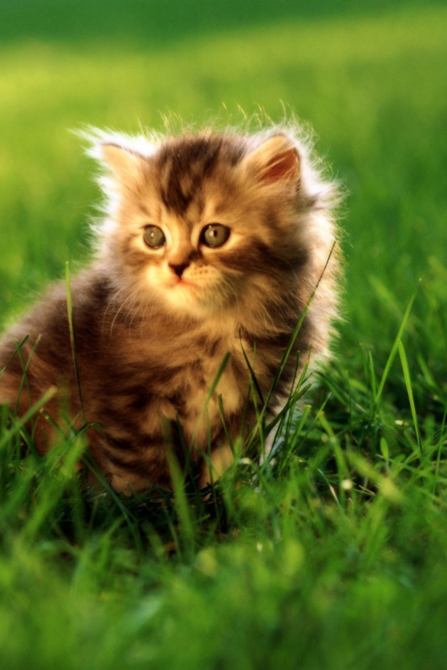 Маленький серый котенок в траве