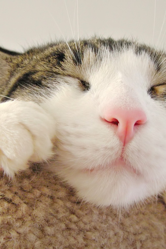 Морда спящего кота