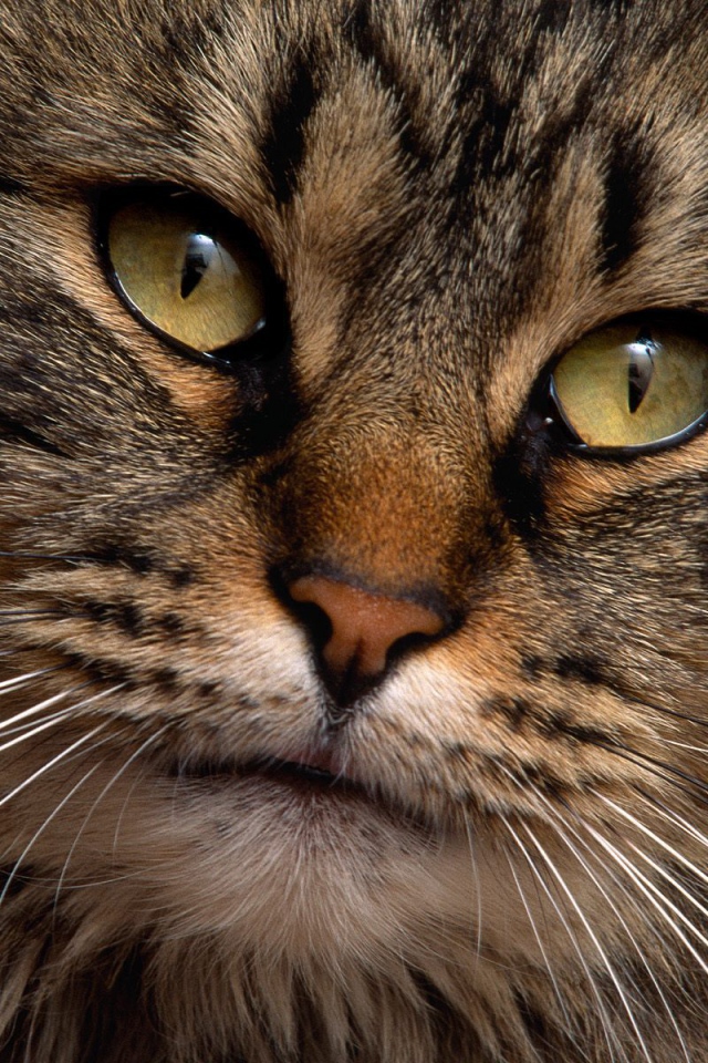 Мордочка норвежской лесной кошки