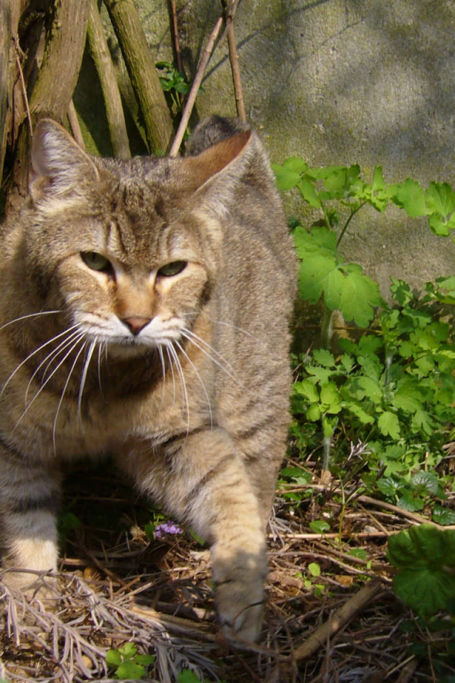 Хозяин сада пиксибоб