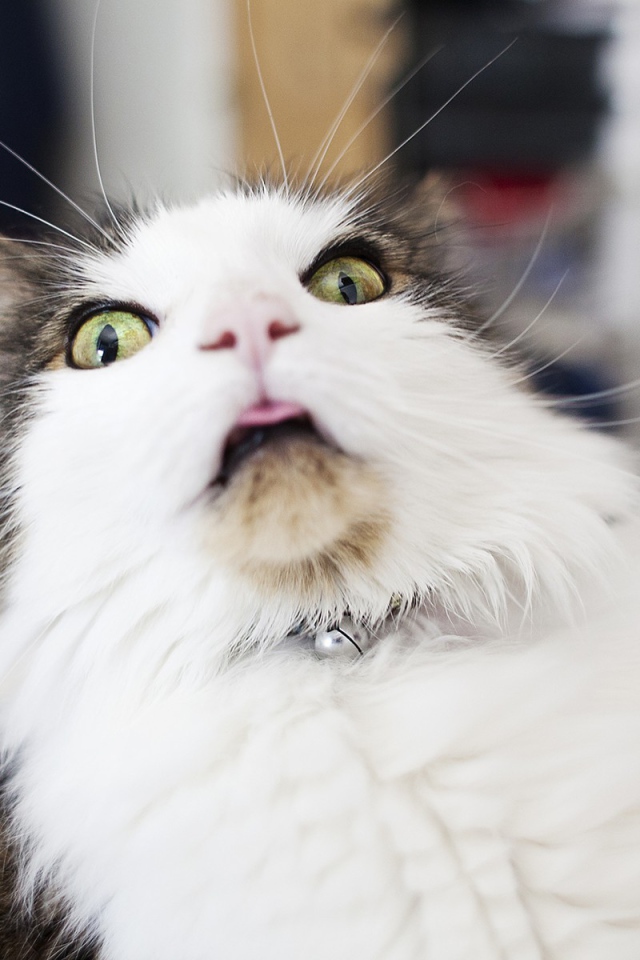 Удивленная морда кота