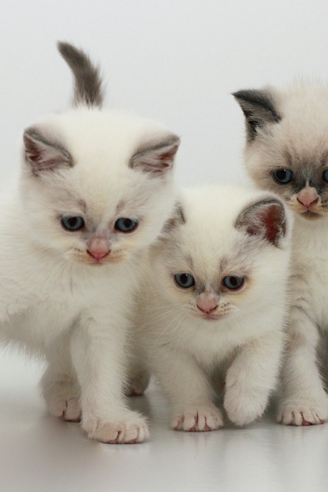 Три котенка бурмилла