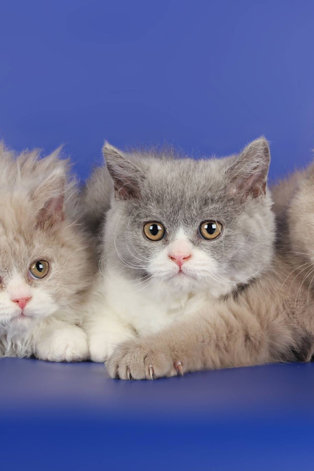 Три котенка селкирк рекс