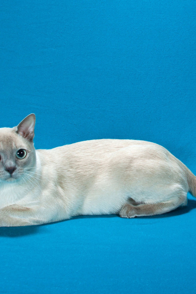 Тонкинская кошка на голубом фоне