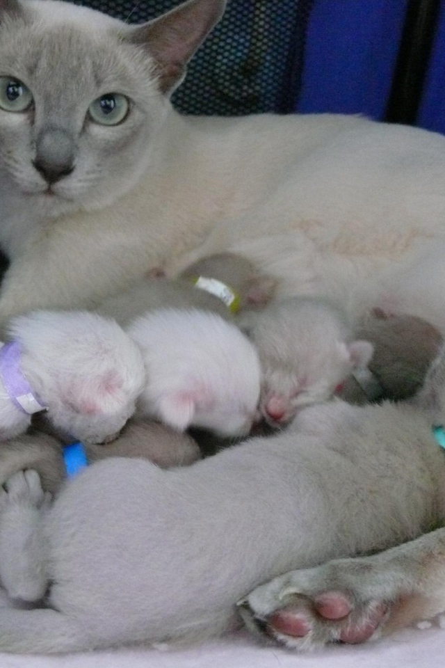 Тонкинская кошка с котятами