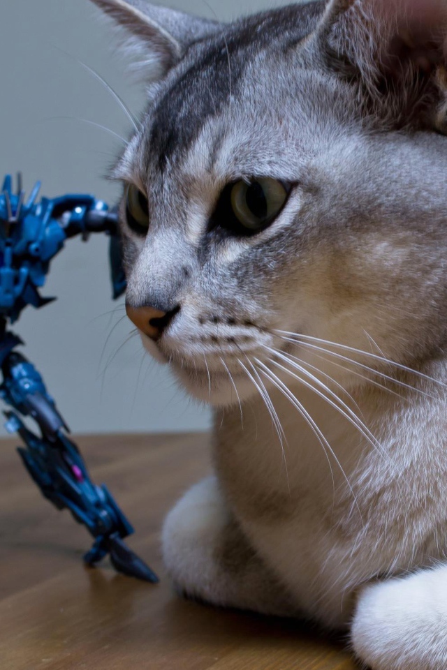 Игрушка атакует кошку бурмилла