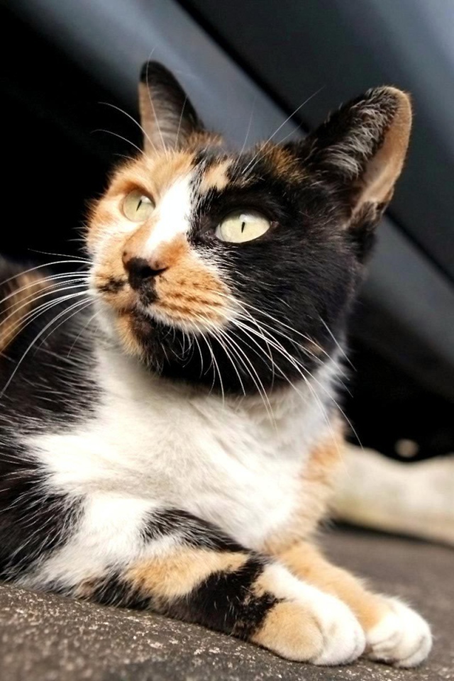 Трехцветная американская жесткошерстная кошка