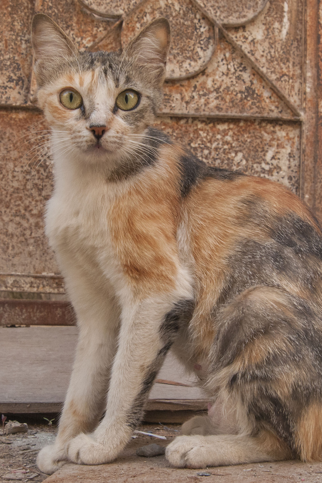 Трехцветный аравийский мау