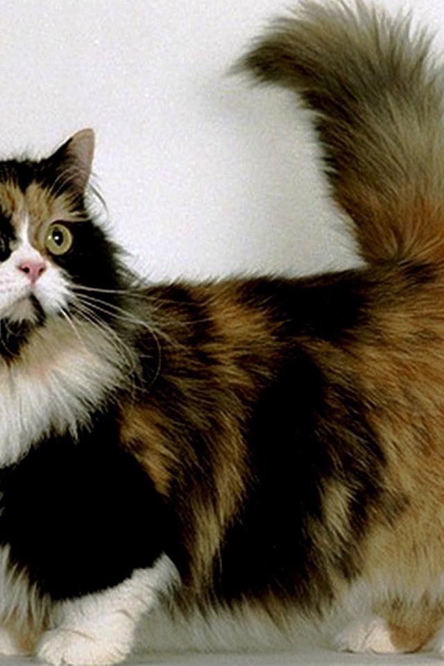 Трехцветная кошка манчкин