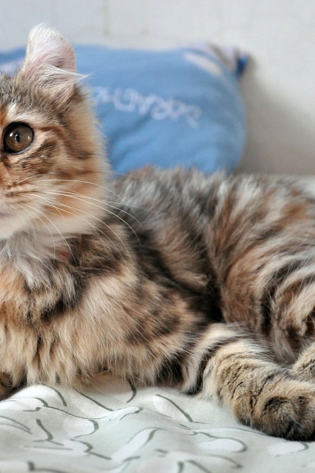 Трехцветный котенок американский керл