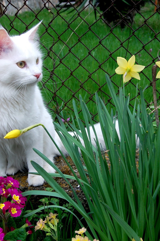 Кошка турецкая ангора среди цветов