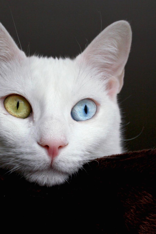 Мордочка кота турецкая ангора