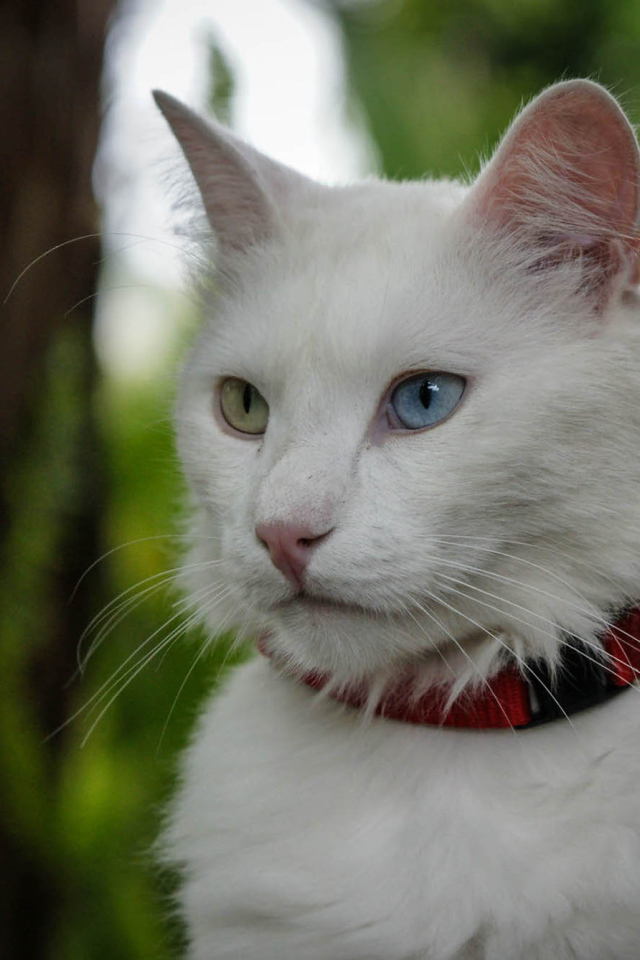 Кот турецкая ангора в ошейнике