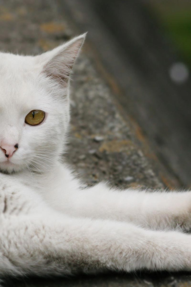 Турецкая ангора отдыхает