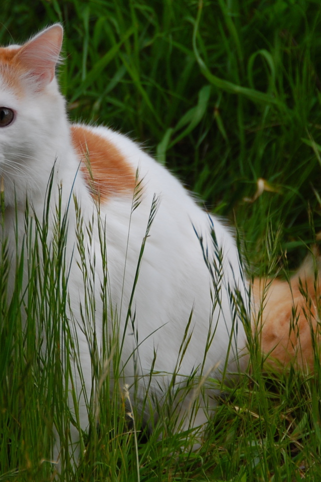 Турецкий ван на природе