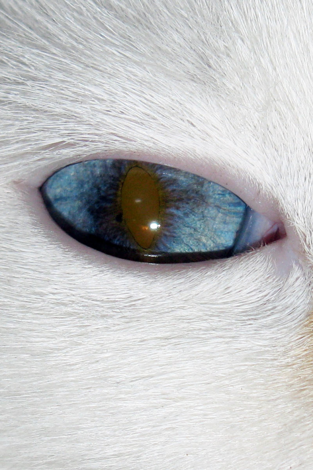 Глаз кота турецкий ван