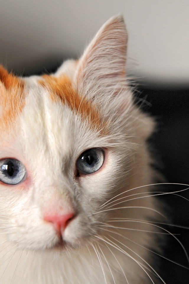 Котенок турецкий ван