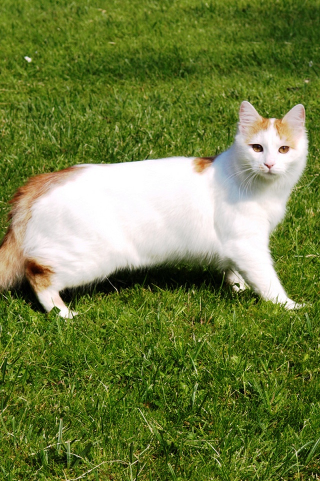 Турецкий ван на траве