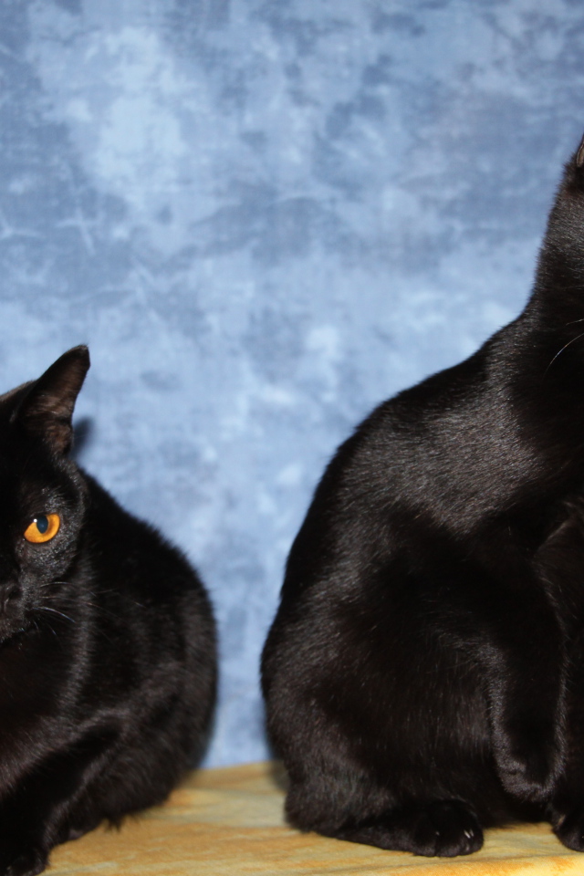 Две бомбейских кошки