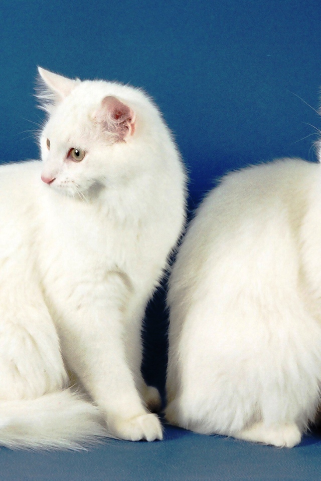 Два кота турецкая ангора