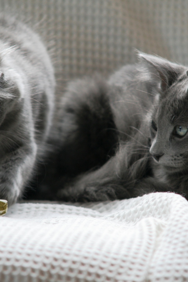 Два кота нибелунга