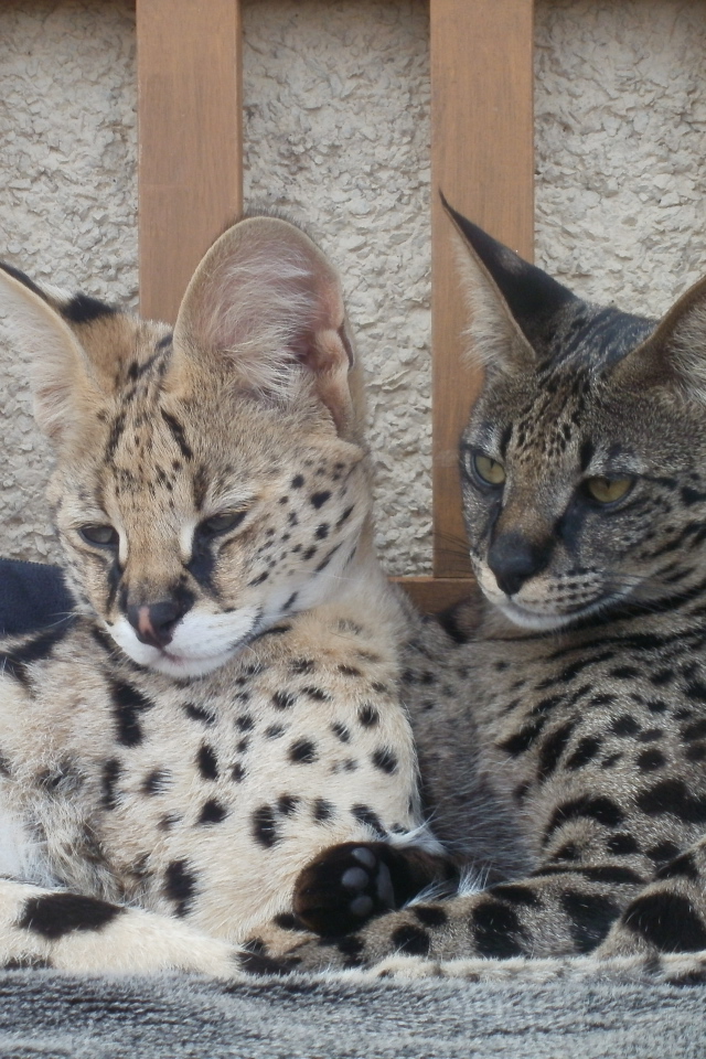 Два кота саванна