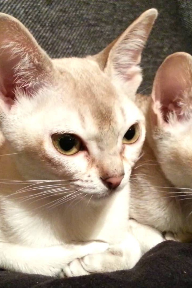 Две сингапурских кошки