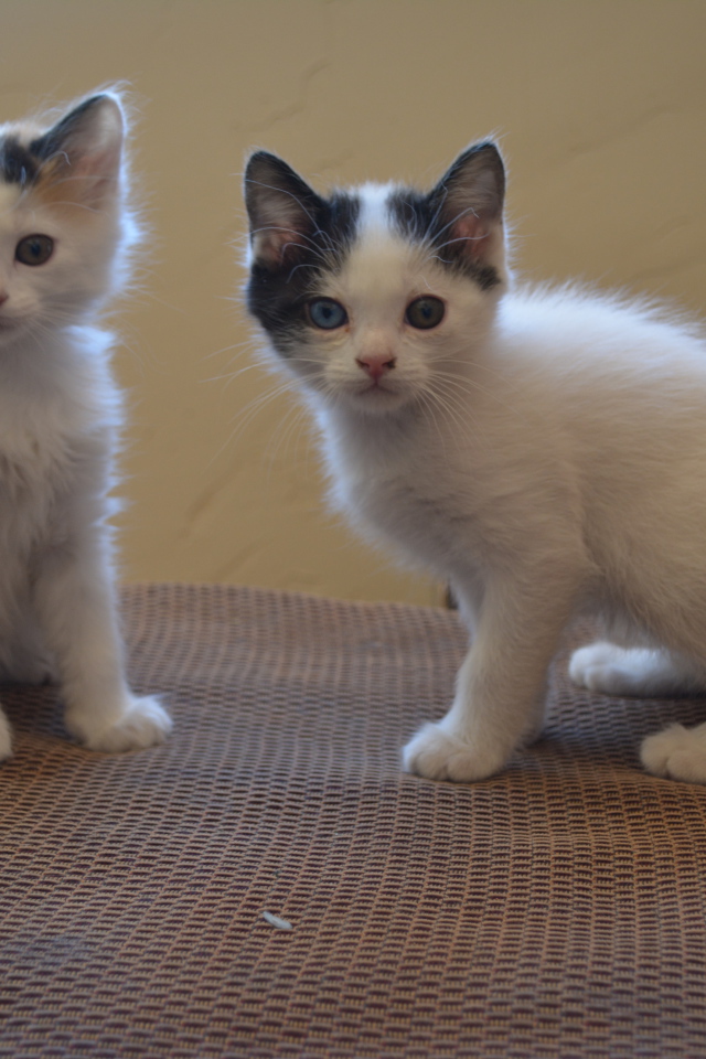 Два котенка японского бобтейла