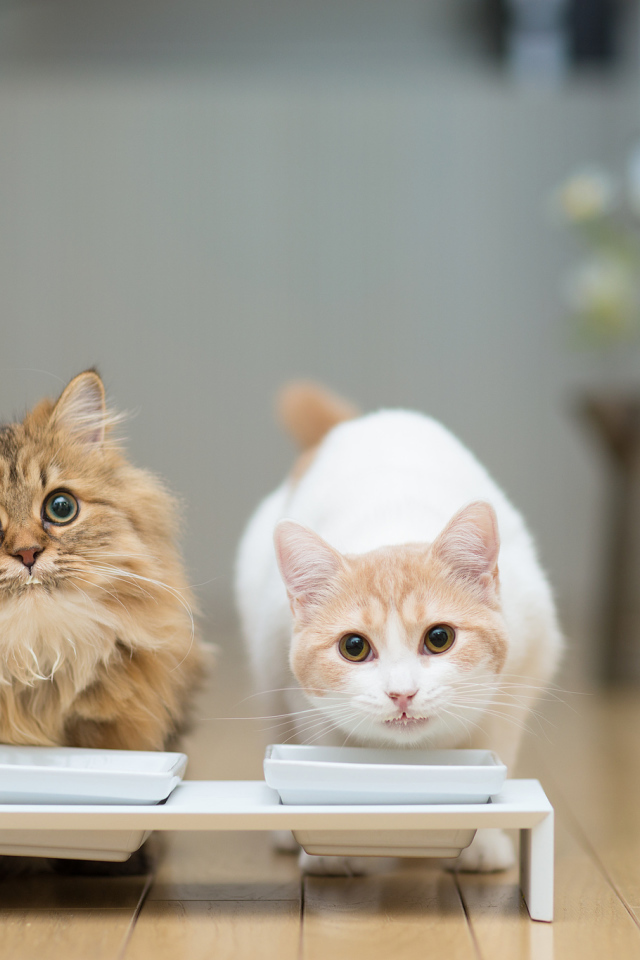 Два кота у кормушки