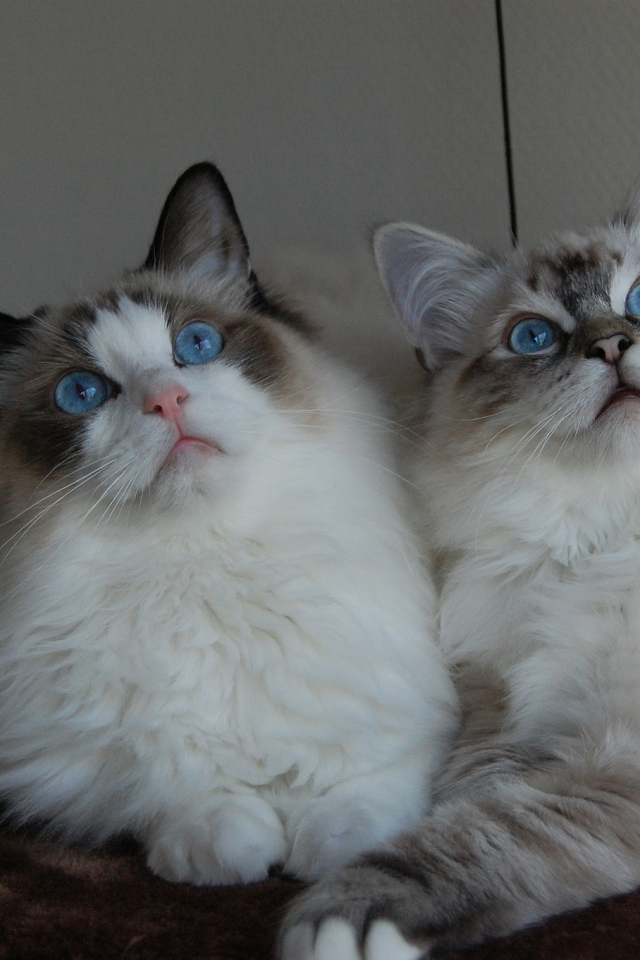 Два кота рэгдолл