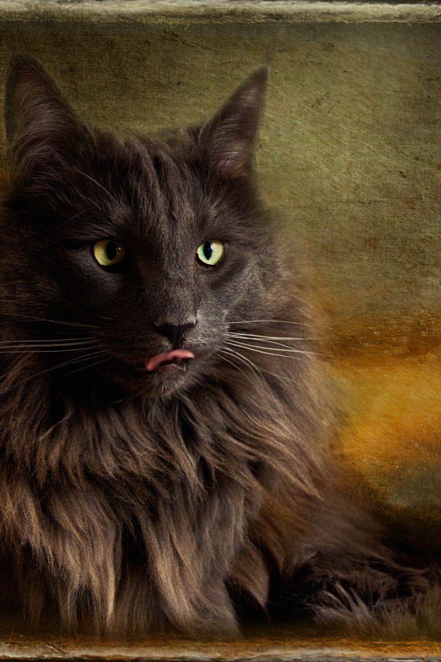 Обои с норвежской лесной кошкой