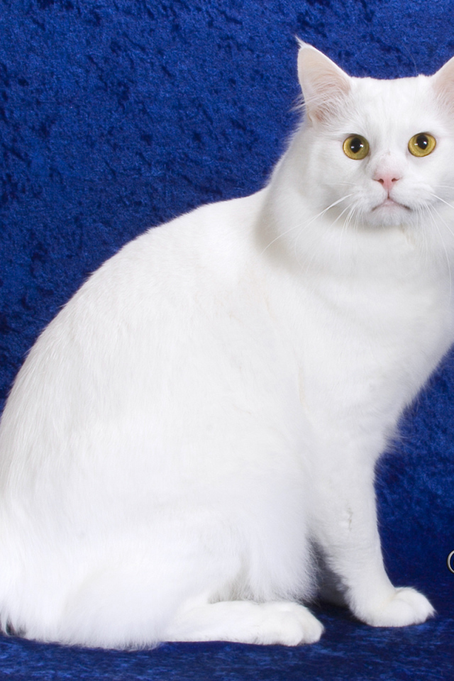 Белый американский бобтейл