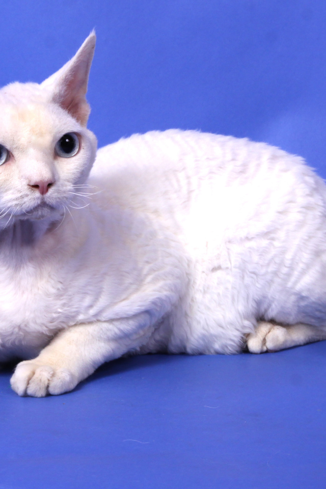 Белый девон-рекс