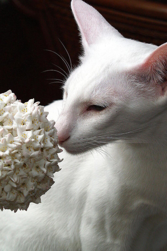 Белая ориентальная короткошерстная кошка